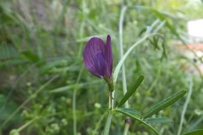 Vicia peregrina, photographed by Emanuele Santarelli