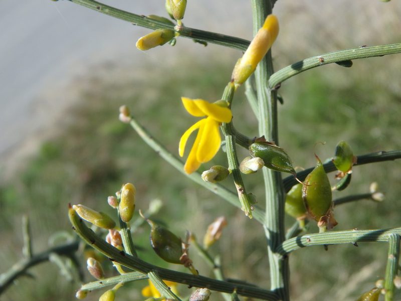Genista fasselata, photographed by Daniel Cahen
