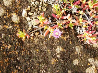 Carpobrotus virescens, photographed by Tony Rebelo