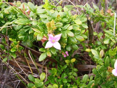 Boronia alata, photographed by Tony Rebelo