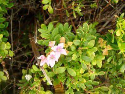 Boronia alata, photographed by Tony Rebelo