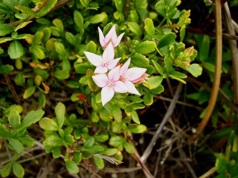 Boronia alata, photographed by Tony Rebelo