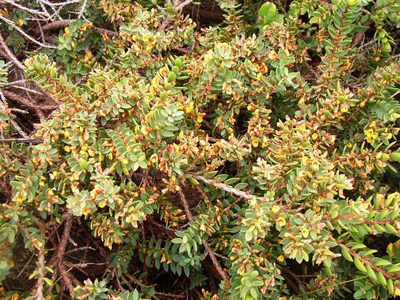 Eutaxia myrtifolia, photographed by Tony Rebelo