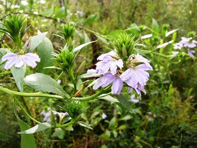 Scaevola nitida, photographed by Tony Rebelo