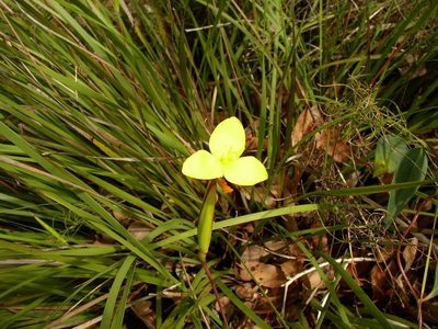 Patersonia umbrosa, photographed by Tony Rebelo