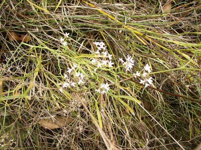 Conospermum flexuosum, photographed by Tony Rebelo
