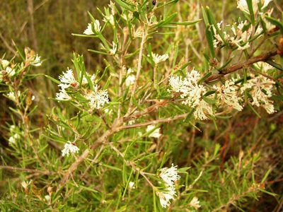 Hakea varia, photographed by Tony Rebelo