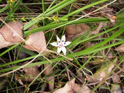 Burchardia multiflora, photographed by Tony Rebelo