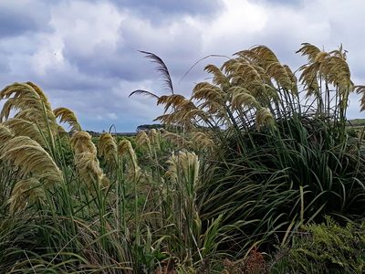 Austroderia turbaria, photographed by Peter de Lange