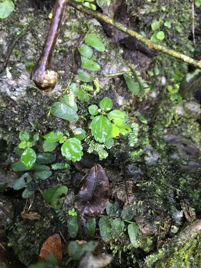 Pilea dispar, photographed by Marcos Rodriguez Bobadilla