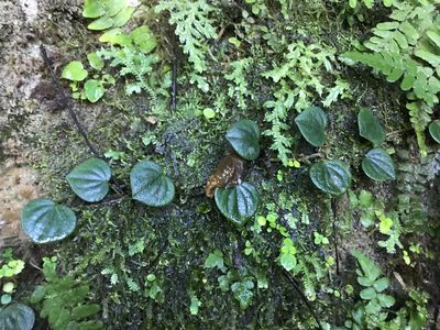 Peperomia urocarpa, photographed by Marcos Rodriguez Bobadilla