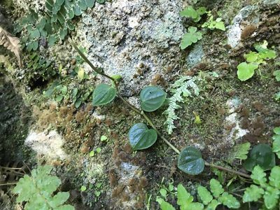 Peperomia urocarpa, photographed by Marcos Rodriguez Bobadilla