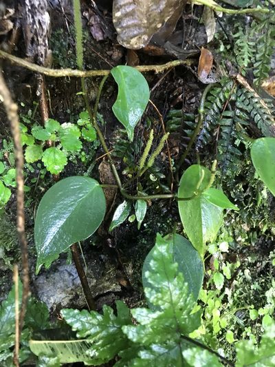 Peperomia distachyos, photographed by Marcos Rodriguez Bobadilla