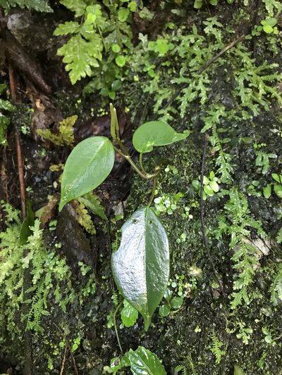 Peperomia distachyos, photographed by Marcos Rodriguez Bobadilla