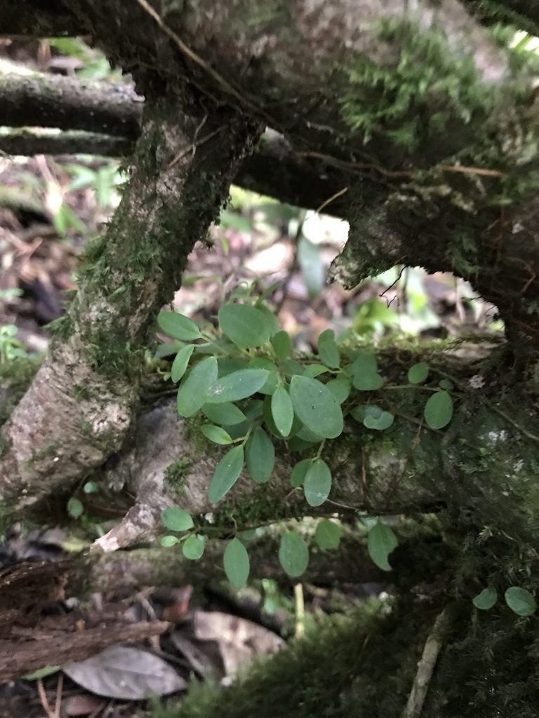 Peperomia cogniauxii, photographed by Marcos Rodriguez Bobadilla