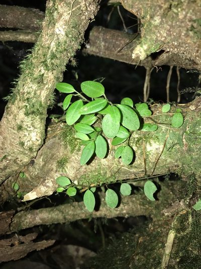Peperomia cogniauxii, photographed by Marcos Rodriguez Bobadilla
