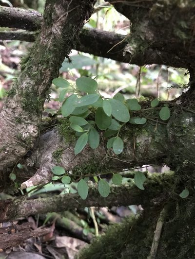 Peperomia cogniauxii, photographed by Marcos Rodriguez Bobadilla