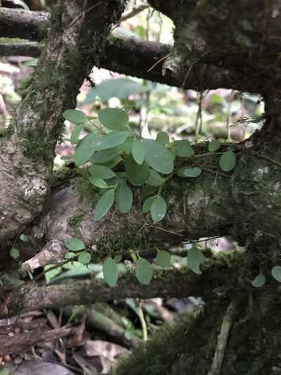 Peperomia cogniauxii, photographed by Marcos Rodriguez Bobadilla
