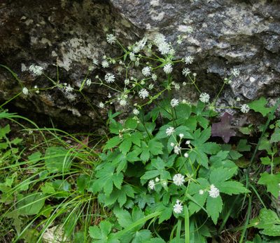 Astrantia carniolica, photographed by carnifex