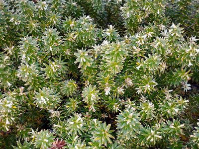 Leptecophylla robusta, photographed by Peter de Lange