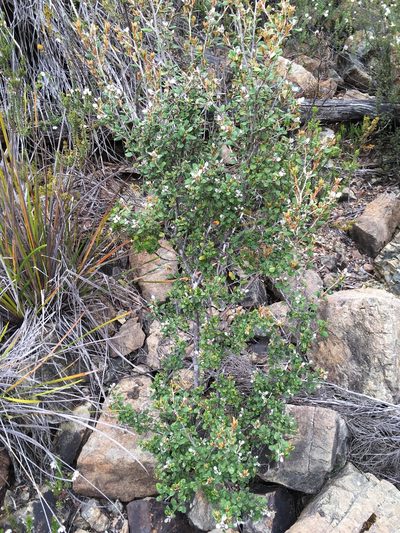 Spyridium gunnii, photographed by Miguel de Salas
