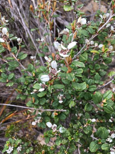 Spyridium gunnii, photographed by Miguel de Salas