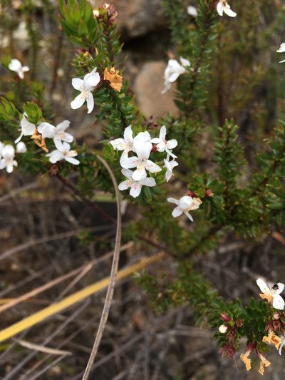 Westringia rubiifolia, photographed by Miguel de Salas