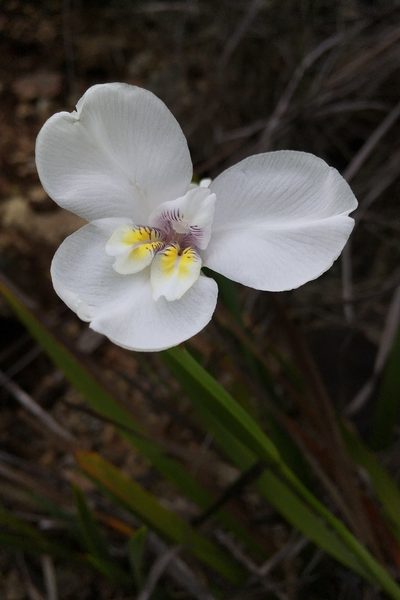 Diplarrena latifolia, photographed by Miguel de Salas