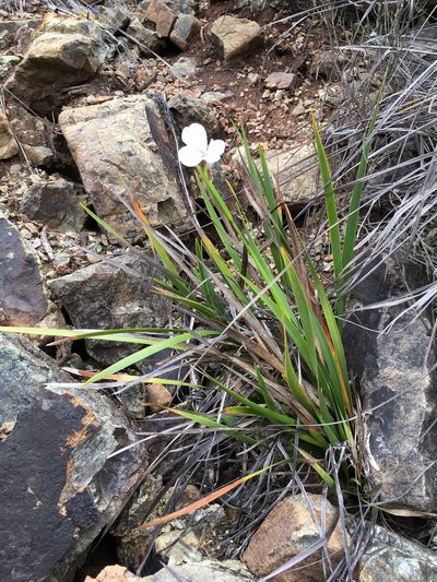 Diplarrena latifolia, photographed by Miguel de Salas