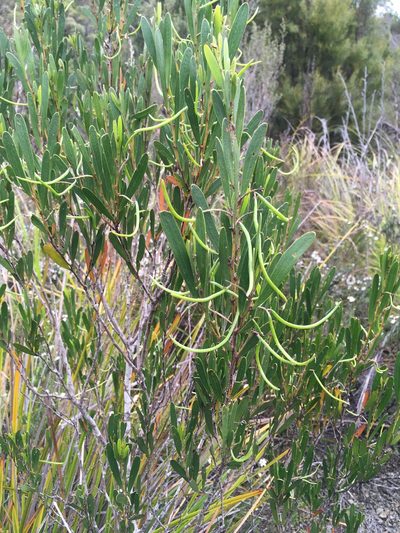 Acacia mucronata, photographed by Miguel de Salas