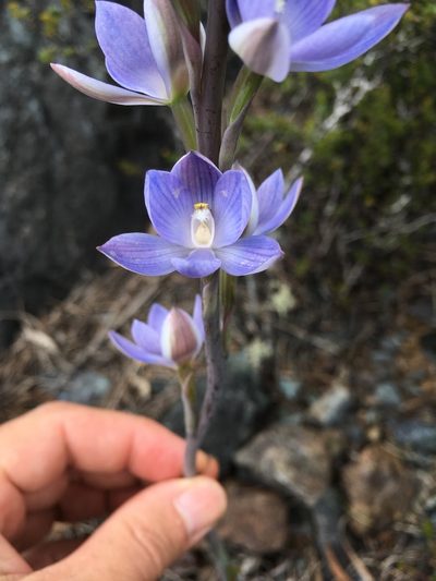 Thelymitra aristata, photographed by Miguel de Salas