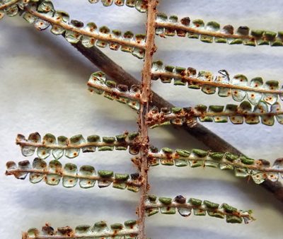 Gleichenia inclusisora, photographed by Peter de Lange