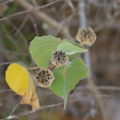Abutilon californicum, photographed by Bill Levine