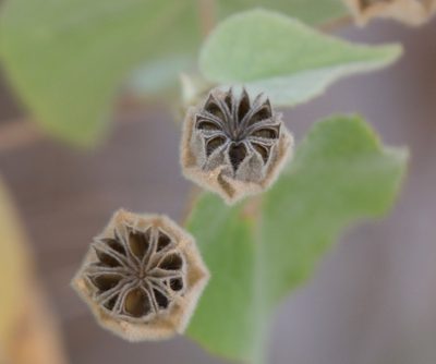 Abutilon californicum, photographed by Bill Levine