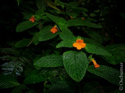 Reldia grandiflora, photographed by Oscar Marín