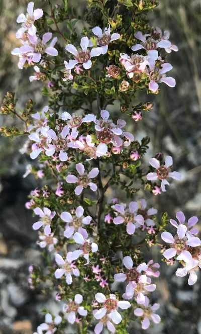 Pericalymma ellipticum, photographed by Ann Bentley
