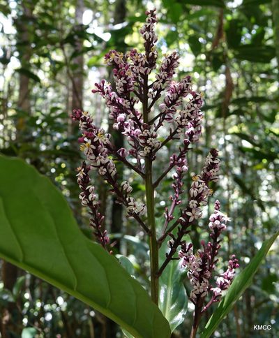 Melanophylla modestei, photographed by Romer N. Rabarijaona
