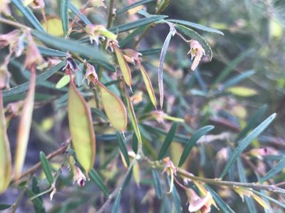 Bossiaea linophylla, photographed by Ann Bentley