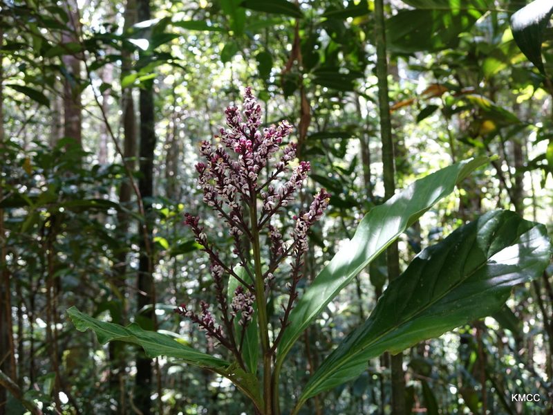 Melanophylla modestei, photographed by Romer N. Rabarijaona