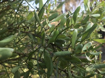 Hakea trifurcata, photographed by Ann Bentley