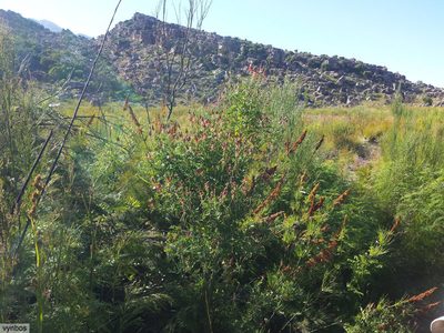 Indigofera fulcrata, photographed by Chris Vynbos