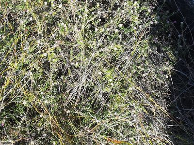 Metalasia serrulata, photographed by Chris Vynbos