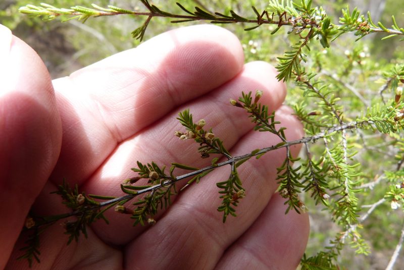 Thryptomene ericaea, photographed by Colin Meurk