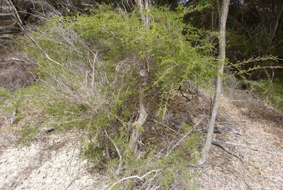 Thryptomene ericaea, photographed by Colin Meurk