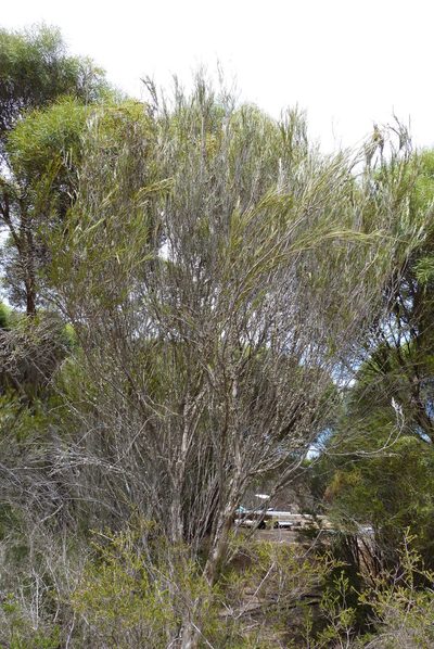 Melaleuca uncinata, photographed by Colin Meurk