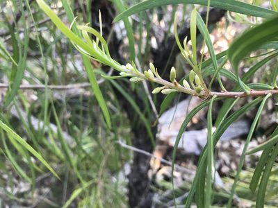 Persoonia longifolia, photographed by Ann Bentley