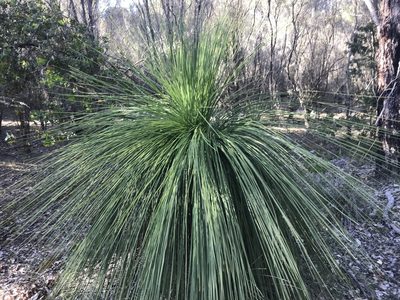 Xanthorrhoea preissii, photographed by Ann Bentley