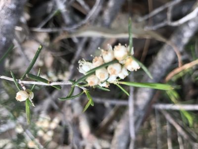 Hypocalymma angustifolium, photographed by Ann Bentley