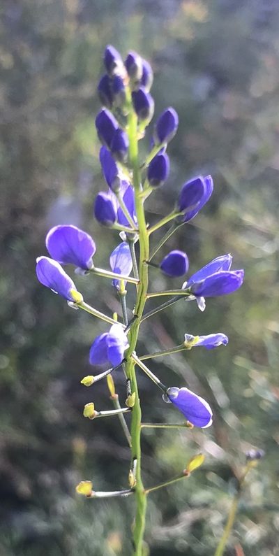 Comesperma ciliatum, photographed by Ann Bentley