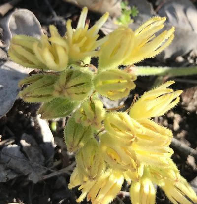 Conostylis aculeata, photographed by Ann Bentley